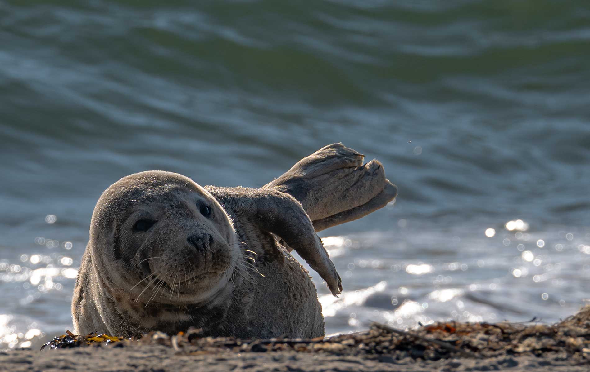 Seal on the beach